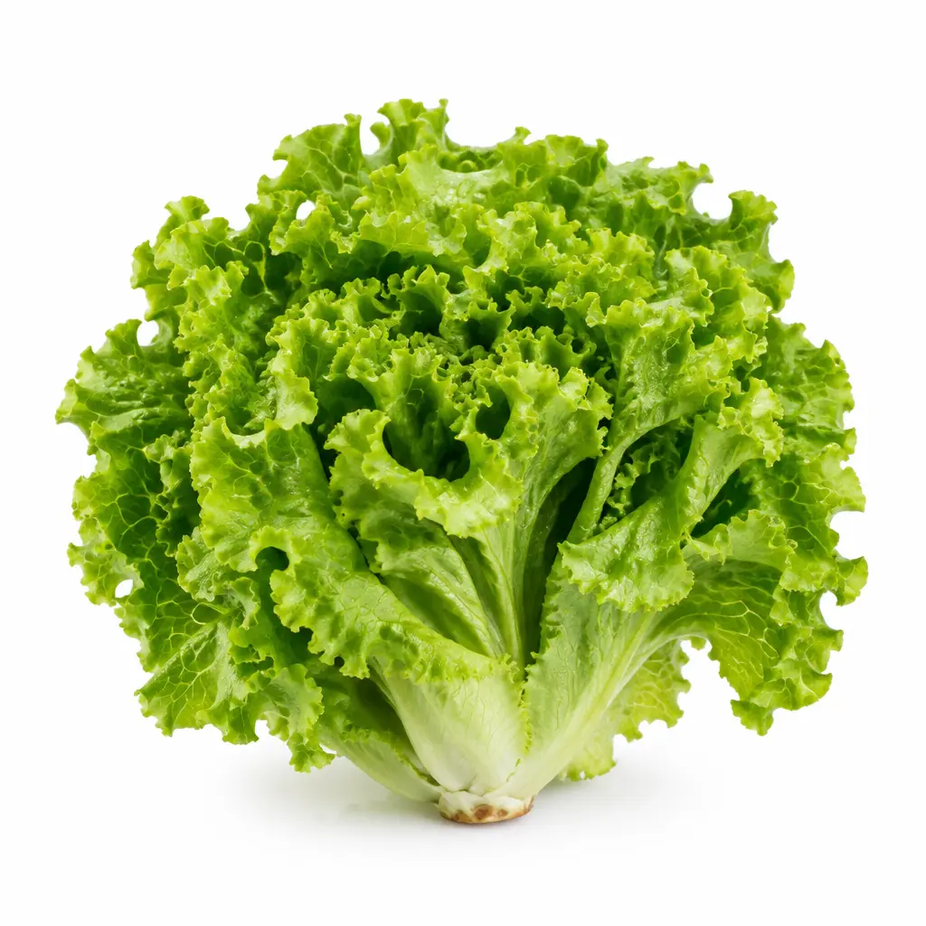 Alface KG
