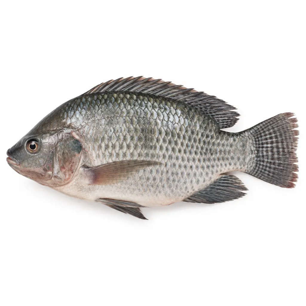 Tilápia KG