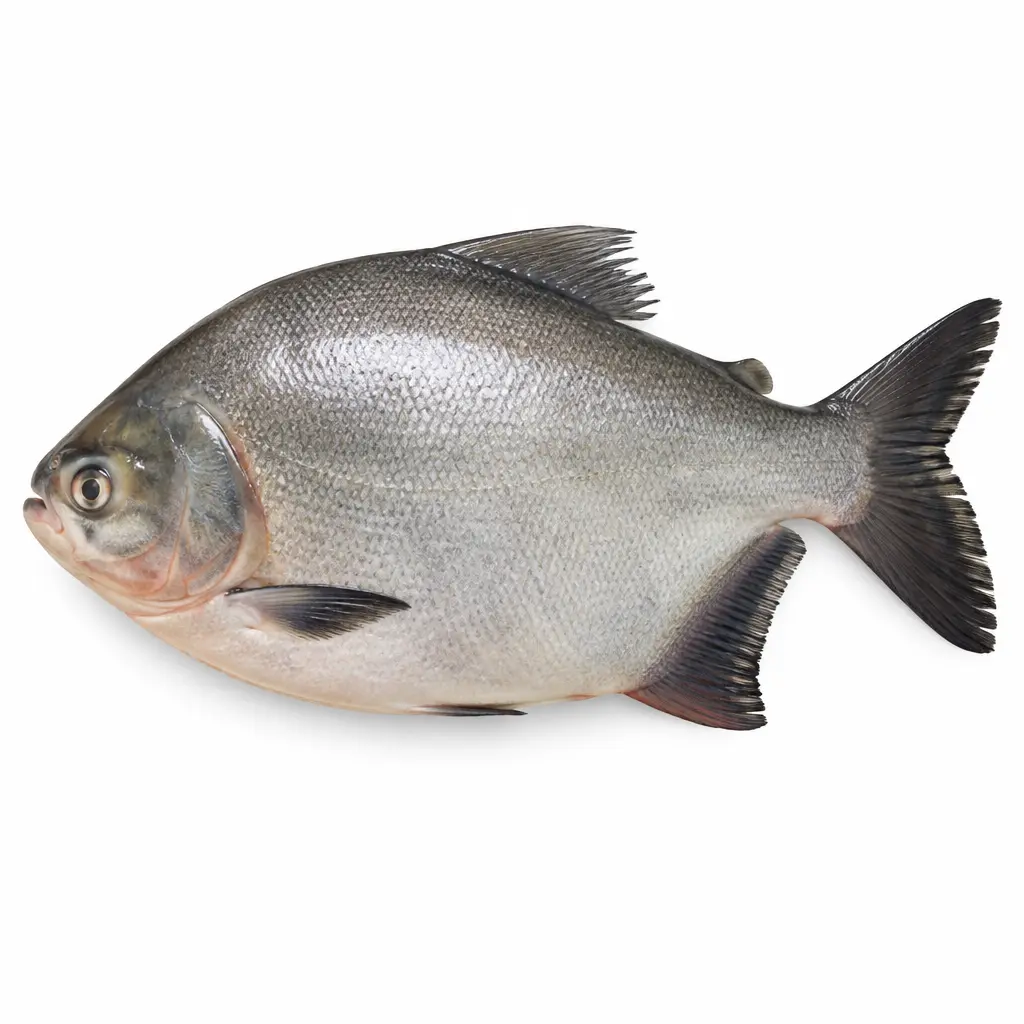 Pacu KG