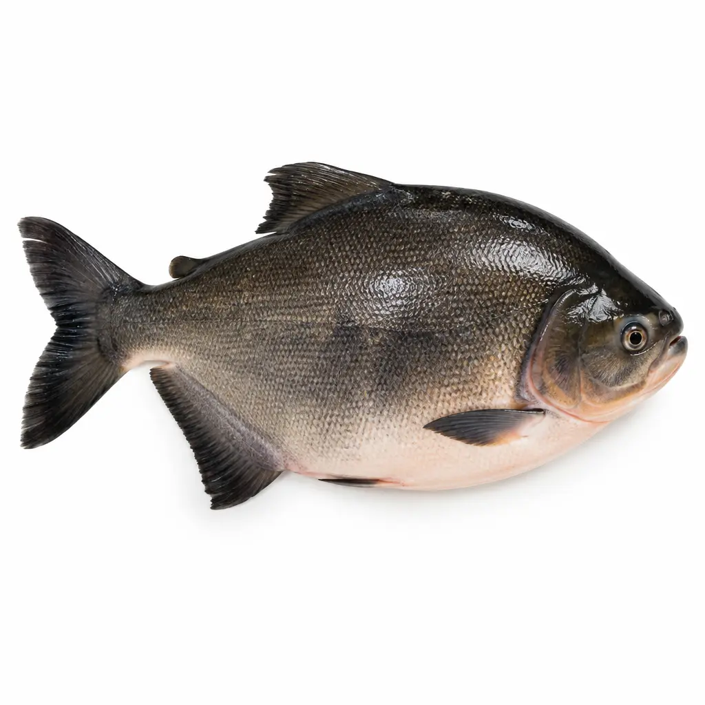 Tambaqui KG